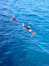 Schnorcheln und Fische bewundern