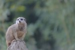 Leipzig Zoo