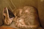 Neues Katzencafe Das House in Wien